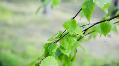 Yağmurda huş ağacı, yavaş çekim.
