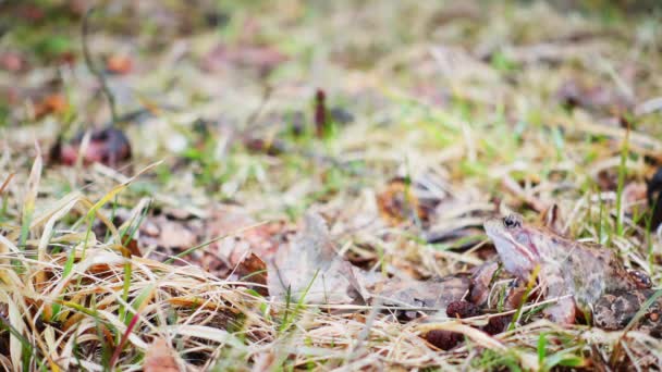 Grenouille Sautant Dans Herbe Printanière Ralenti — Video