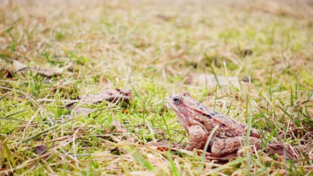 Kikker Springen Het Voorjaar Gras Slow Motion — Stockvideo