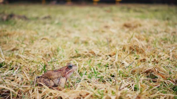 Bahar Çimlerinde Zıplayan Kurbağa Yavaş Çekim — Stok video