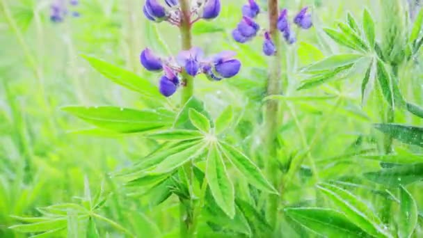 Lupinen Regen Zeitlupe — Stockvideo