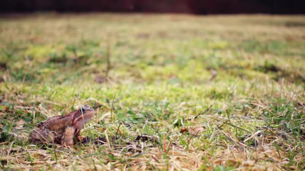Лягушка Прыгает Весенней Траве Медленное Движение — стоковое видео