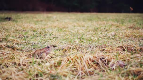 Kikker Springen Het Voorjaar Gras Slow Motion — Stockvideo