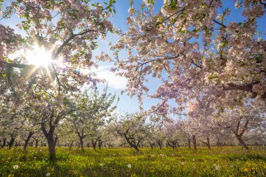 Baharda ve güneşte açan elma bahçesi