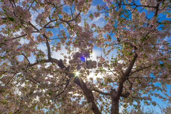 Înflorirea Grădinii Mere Primăvară Soare — Fotografie, imagine de stoc