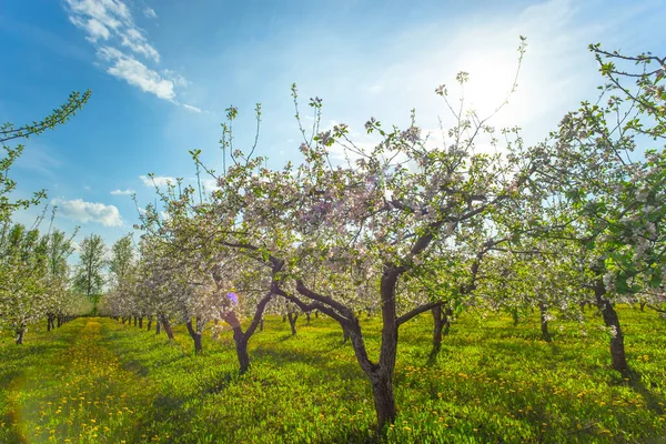 Ανθισμένος Κήπος Μήλων Την Άνοιξη Και Τον Ήλιο — Φωτογραφία Αρχείου
