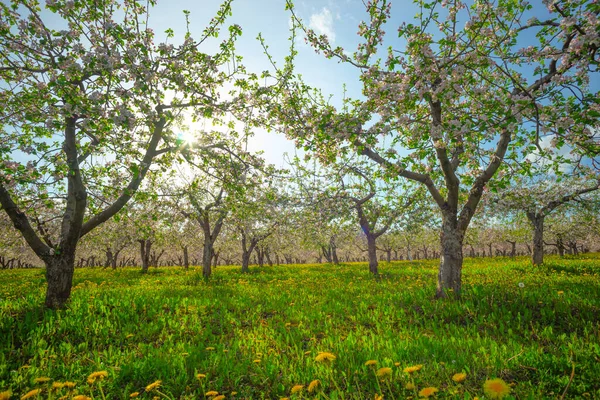 Blommande Äppelträdgård Våren Och Solen — Stockfoto