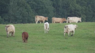 Yeşil bir çayırda otlayan inek sürüsü.