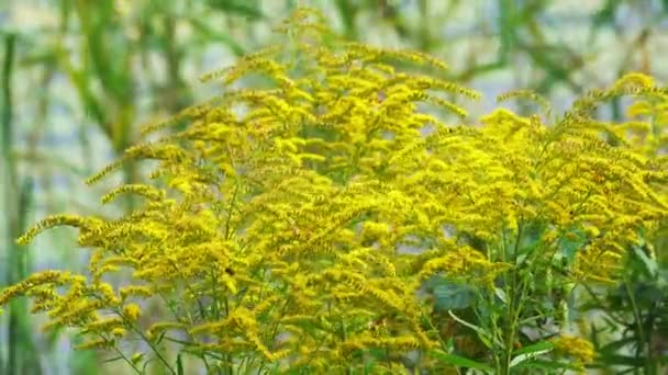 Berkembang Ragweed Kuning Bergoyang Dalam Angin — Stok Video