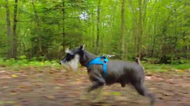 Ormanda koşan minyatür bir schnauzer.