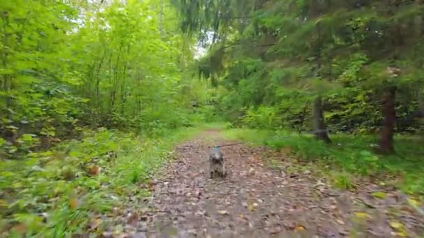 Schnauzer Miniatura Juguetón Corriendo Bosque — Vídeo de stock