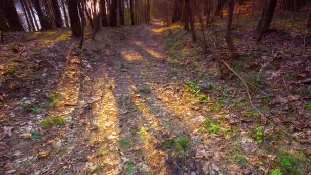 Floresta de primavera, panorama vertical, lapso de tempo — Vídeo de Stock