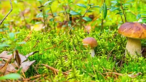 Forest mushroom in moss, time-lapse — Stock Video