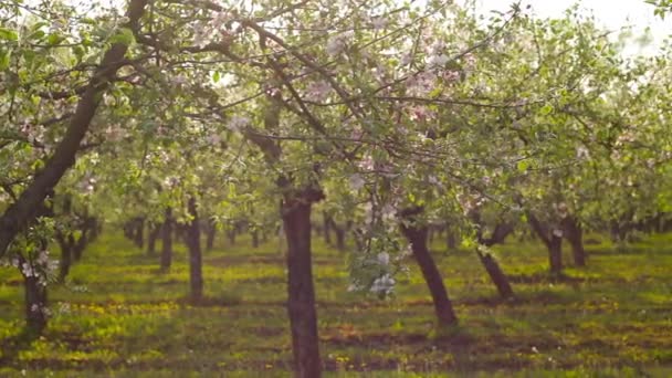 Panorama över blommande äppelträdgård — Stockvideo