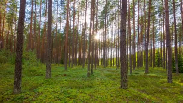 Nyári erdőben és a nap, time-lapse — Stock videók