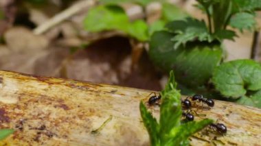 gövde çalışan karıncaların filme slider ile