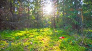 sihirli orman ve mantarlar, vinç ile hızlandırılmış