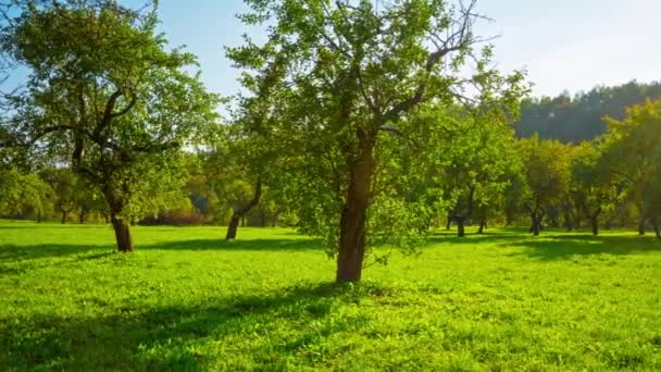 Huerto de manzanas en otoño, lapso de tiempo panorámico — Vídeo de stock