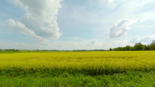 Fältet av blommande raps — Stockvideo