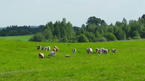 Kudde koeien die grazen in het weiland — Stockvideo