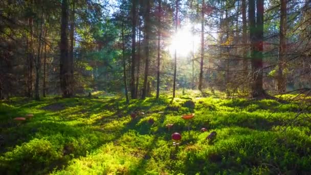 Magiczny las i muchomory, time-lapse z dźwigiem — Wideo stockowe