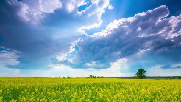 Koolzaad veld en dramatische hemel, time-lapse — Stockvideo