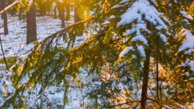kış orman ve güneş