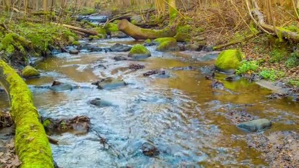 Río bosque otoñal — Vídeos de Stock