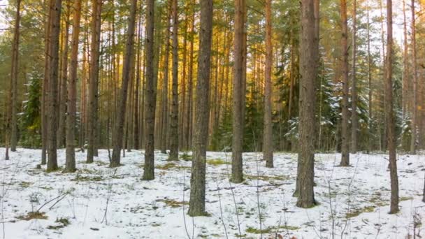 Bosque de invierno y el sol — Vídeo de stock