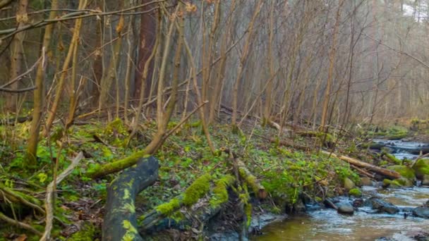 Autumn forest river — Stock Video