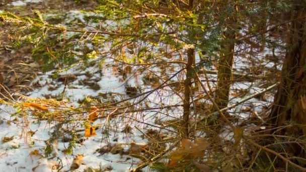 Bosque de invierno y el sol — Vídeos de Stock