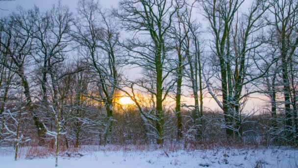 Puesta de sol en el bosque de invierno, lapso de tiempo — Vídeo de stock