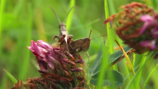 Grasshoppers make love — Stock Video