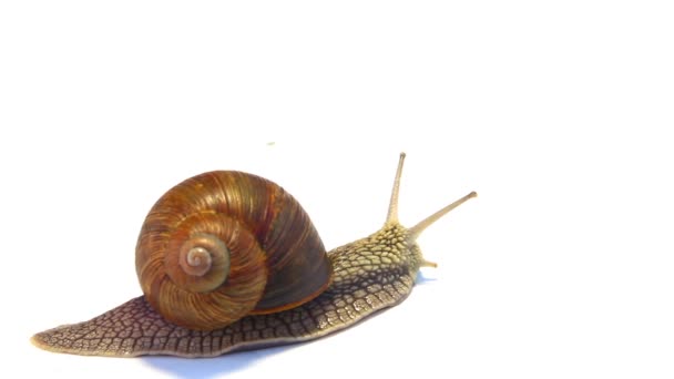 Caracol rastejando em um fundo branco — Vídeo de Stock