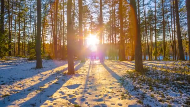 Pôr do sol na floresta de inverno, lapso de tempo do guindaste — Vídeo de Stock