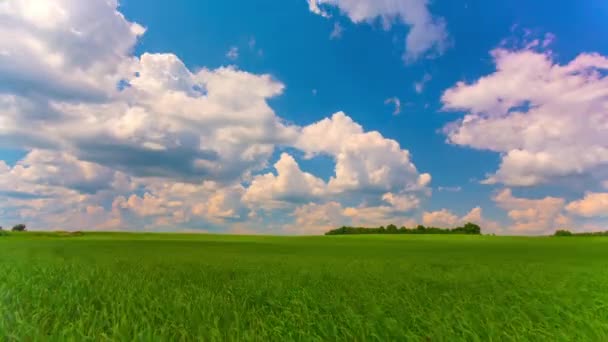 Paisaje de verano, campo verde, lapso de tiempo — Vídeos de Stock