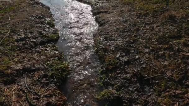 Tavaszi brook, függőleges panoráma — Stock videók