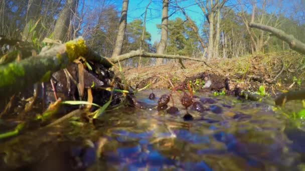 Arroyo de primavera — Vídeos de Stock