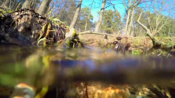 Spring brook — Stock Video