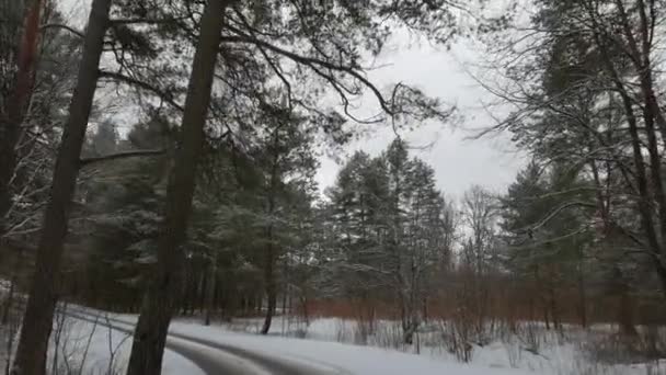 Carretera forestal de invierno con pinos — Vídeos de Stock