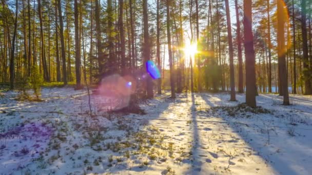 Puesta de sol en el bosque de invierno, lapso de tiempo — Vídeo de stock