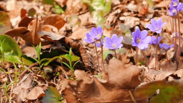Erste Frühlingsblumen, aufgenommen mit Schieberegler — Stockvideo