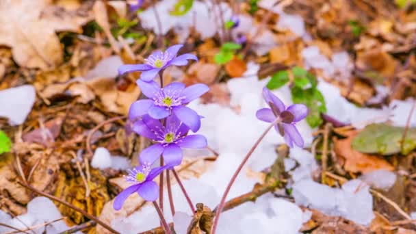 Spring flowers and melting snow, time-lapse — Stock Video