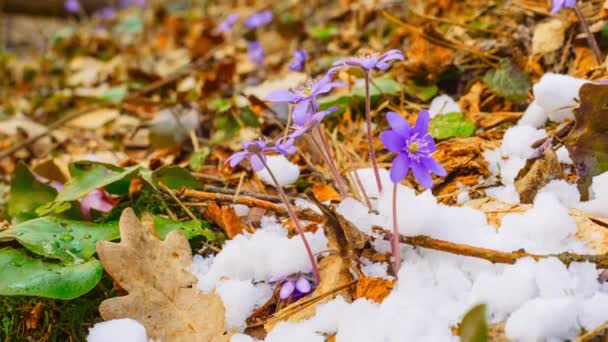 Flores de primavera y nieve derretida, lapso de tiempo — Vídeo de stock