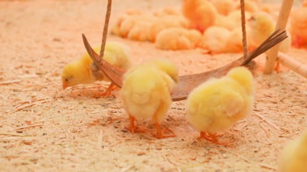 Small chicks play and relax in the paddock — Stock Video