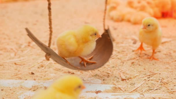 Petits poussins jouer et se détendre dans le paddock — Video