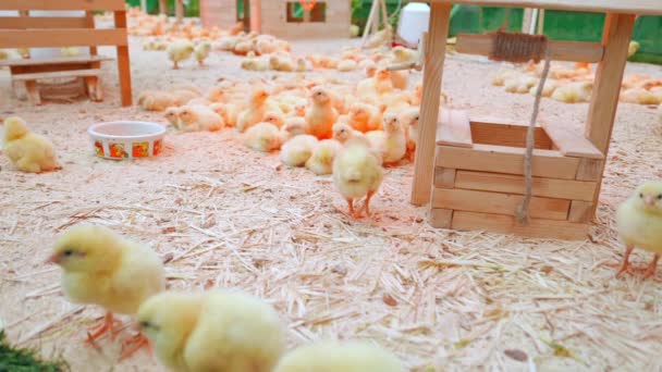 Small chicks play and relax in the paddock — Stock Video