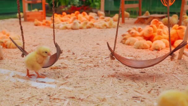 Petits poussins jouer et se détendre dans le paddock — Video