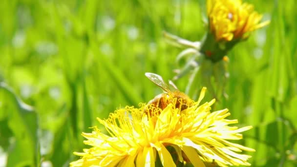 Pszczoła na mniszek lekarski — Wideo stockowe