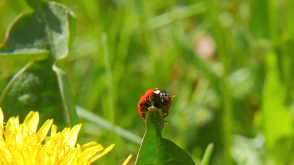 Lieveheersbeestje op sprietje gras — Stockvideo